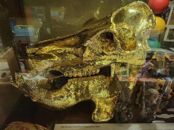 Cráneo de hipopótamo bañado en oro de Pablo Escobar, Museo Viktor Wynd, Hackney, Londres, Inglaterra, 14 de abril de 2023