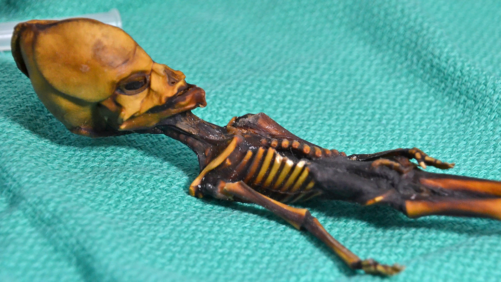 Was a Tiny Mummy in the Atacama an Alien? No, but the Real Story Is Almost as Strange - The New York Times