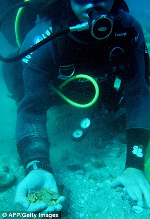 Pure chance: Scuba divers (left) thought they were 'toy coins' initially before experts confirmed it was gold. The 2,000 pieces are now property of the state with no finder's fee